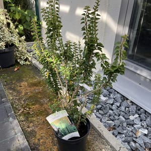 Hedera helix 'Erecta'_2023_Keř_20/40_6.září