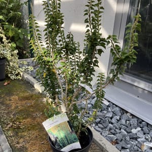 Hedera helix 'Erecta'_2023_Keř_20/40_6.září