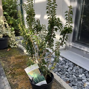 Hedera helix 'Erecta'_2023_Keř_20/40_6.září