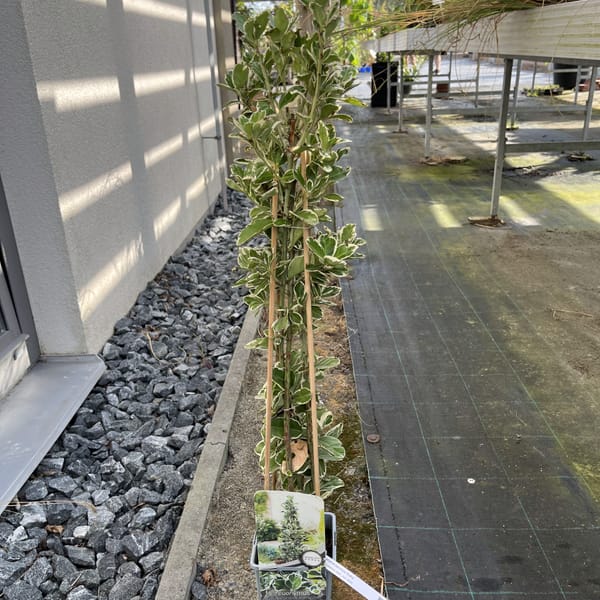 Hedera helix 'Green Ripple'_2024_Keř_20/40_6.září