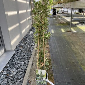 Hedera helix 'Green Ripple'_2024_Keř_20/40_6.září