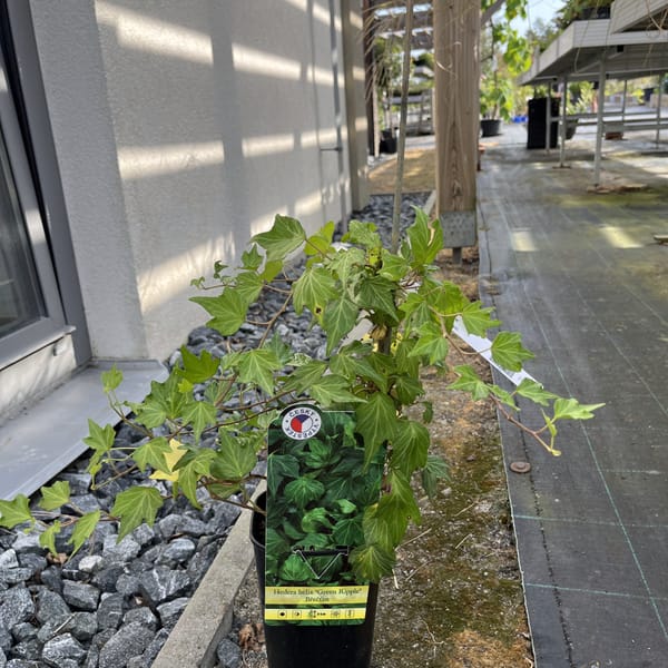 Hedera helix 'Green Ripple'_2024_Keř_20/40_6.září