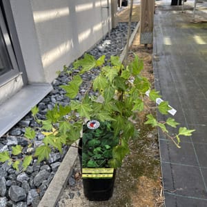 Hedera helix 'Green Ripple'_2024_Keř_20/40_6.září