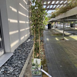 Hedera helix 'Green Ripple'_2024_Keř_20/40_6.září