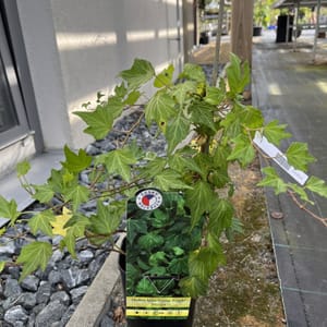 Hedera helix 'Green Ripple'_2024_Keř_20/40_6.září