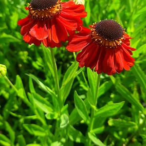 Helenium bigelovii 'Rubinzwerg'_2025__2l_10.červenec