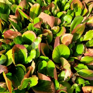 Helenium bigelovii 'Rubinzwerg'_2025__2l_16.červenec