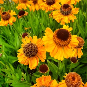 Helenium bigelovii 'The Bishop'_2025__2l_10.červenec