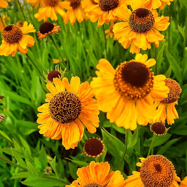 Helenium bigelovii 'The Bishop'_2025__2l_10.červenec
