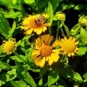 Helenium MARIACHI™ 'Sombrero'®_2025__K13_10.červenec