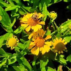 Helenium MARIACHI™ 'Sombrero'®_2025__K13_10.červenec