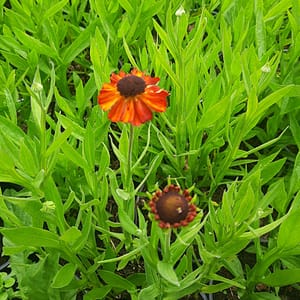 Helenium 'Red Jewel'_2025__K13_16.červenec