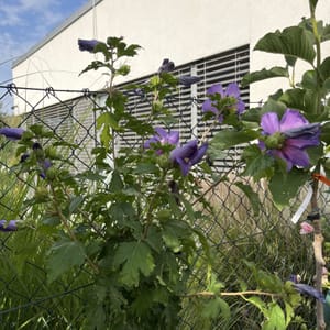Hibiscus syriacus_2024_Na kmínku_60/80_6.září