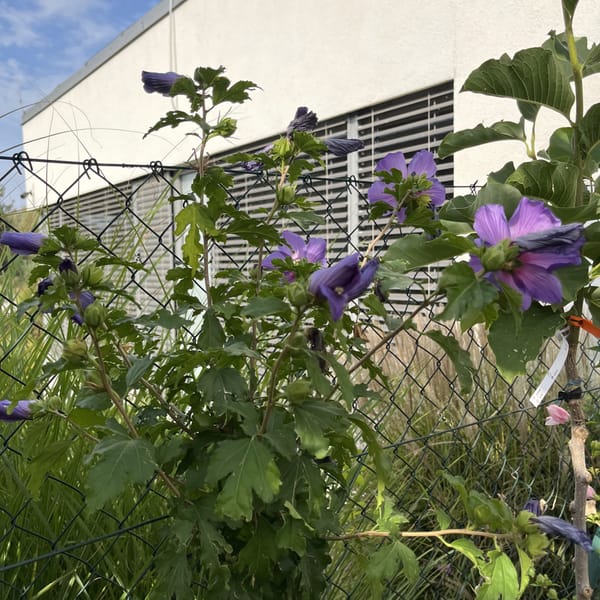 Hibiscus syriacus_2024_Na kmínku_60/80_6.září