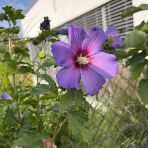 Hibiscus syriacus_2024_Na kmínku_60/80_6.září