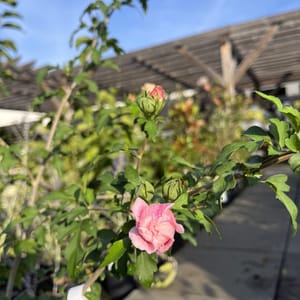 Hibiscus syriacus 'Pink Chiffon'_2024_Keř_60/80_6.září