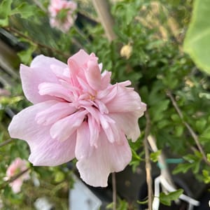 Hibiscus syriacus 'Pink Chiffon'_2024_Na kmínku_60/80_6.září