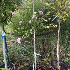 Hibiscus syriacus 'Pink Chiffon'_2024_Na kmínku_60/80_6.září