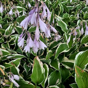 Hosta 'Antioch' _2025__K12_16.červenec