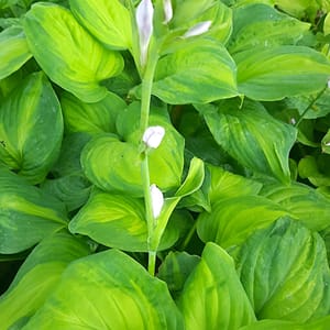 Hosta 'Avocado'_2025__K12_16.červenec