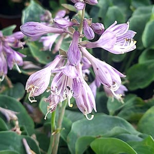 Hosta 'Blue Cadet'_2025__K12_16.červenec