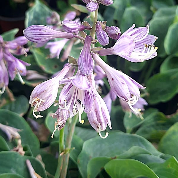 Hosta 'Blue Cadet'_2025__K12_16.červenec
