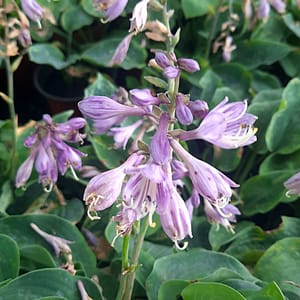 Hosta 'Blue Cadet'_2025__K12_16.červenec