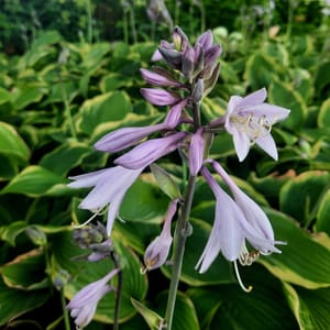 Hosta fortunei 'Aureomarginata'_2025__3l_16.červenec