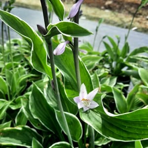Hosta fortunei 'Francee' _2025__K12_16.červenec