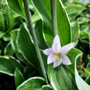 Hosta fortunei 'Francee' _2025__K12_16.červenec
