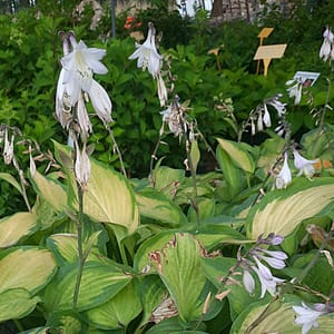 Hosta 'Paul's Glory'_2025__K12_16.červenec