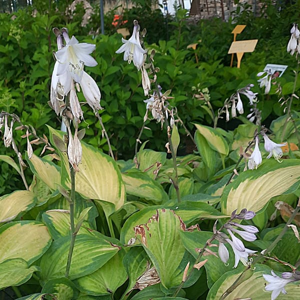 Hosta 'Paul's Glory'_2025__K12_16.červenec