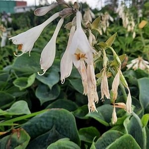 Hosta plantaginea 'Grandiflora'_2025__K12_16.červenec