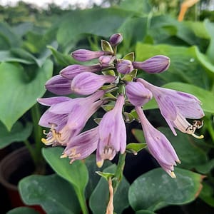 Hosta sieboldiana 'Elegans' _2025__K12_16.červenec