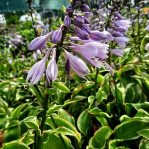 Hosta sp._2025__K12_16.červenec