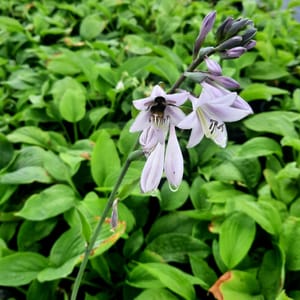 Hosta 'T Rex'_2025__K12_16.červenec