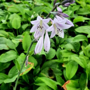 Hosta 'T Rex'_2025__K12_16.červenec