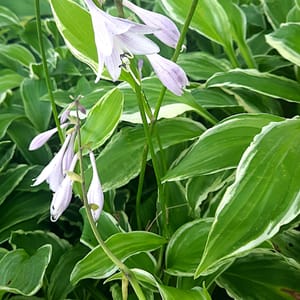 Hosta undulata 'Albomarginata' _2025__K12_16.červenec