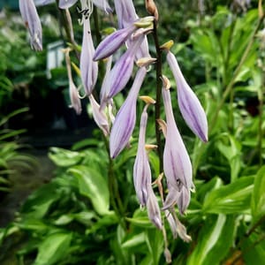 Hosta undulata 'Univitata' _2025__K12_16.červenec