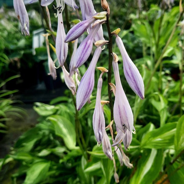 Hosta undulata 'Univitata' _2025__K12_16.červenec