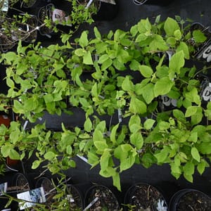 Hydrangea arborescens 'Annabelle'_2023_Keř_20/40_16.květen
