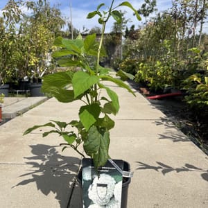 Hydrangea arborescens 'Annabelle'_2023_Keř_20/40_21.srpen