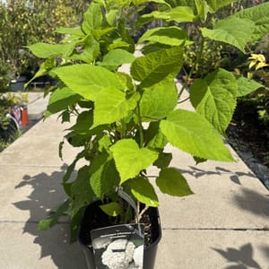 Hydrangea arborescens 'Annabelle'_2024_Keř_20/40_21.srpen