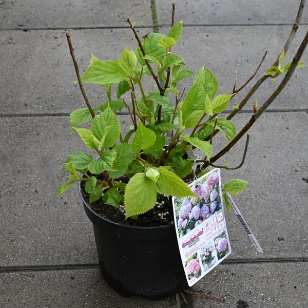 Hydrangea arborescens 'Candybelle Bublegum'_2023_Keř_20/40_15.květen