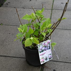 Hydrangea arborescens 'Candybelle Bublegum'_2023_Keř_20/40_15.květen