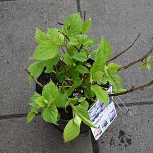 Hydrangea arborescens 'Candybelle Bublegum'_2023_Keř_20/40_15.květen