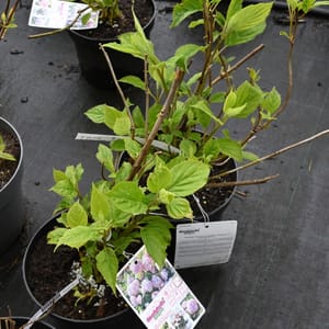 Hydrangea arborescens 'Candybelle Bublegum'_2023_Keř_20/40_15.květen