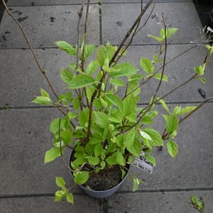 Hydrangea arborescens 'Candybelle Marshmallow'_2023_Keř_20/40_15.květen