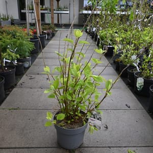 Hydrangea arborescens 'Candybelle Marshmallow'_2023_Keř_20/40_15.květen