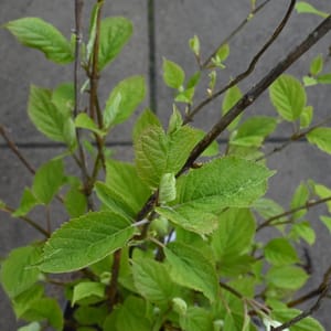 Hydrangea arborescens 'Candybelle Marshmallow'_2023_Keř_20/40_15.květen